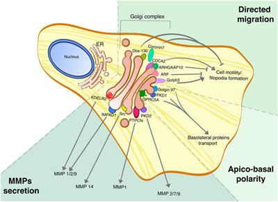 Endogenous and Exogenous Regulatory Signaling in the Secretory Pathway: Role of Golgi Signaling Molecules in Cancer